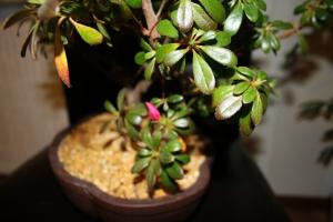 Saving Azalea - hvorfor planten falder blade og hvad de skal gøre for at løse problemet?