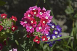 Verbena - smuk blomst med en behagelig duft, som man kan næppe passe