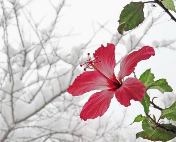 Hibiscus blomstrer om vinteren, når de er i brunst, men så sommeren kan ikke smide knopper. Illustrationer til en artikel taget fra internettet
