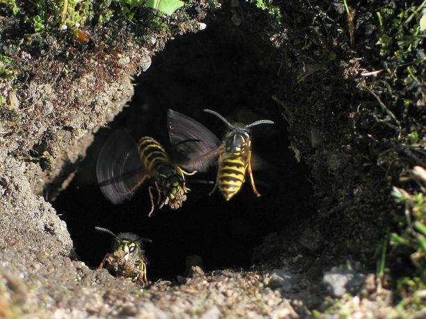 Hvordan at slippe af hvepseboer i jorden? | ZikZak