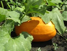 Udvid frugtsætning af squash til oktober (gør det for andet år)
