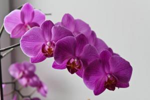 Gule blade af en orkidé? Hmm. 💫 hvorfor og hvilke skridt der skal tages for plantesundhed