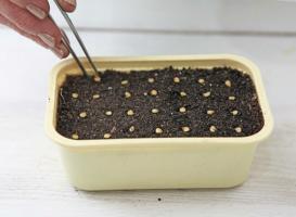 Hvordan til at vokse peberfrugter rum i hjemmet. Et par vigtige regler