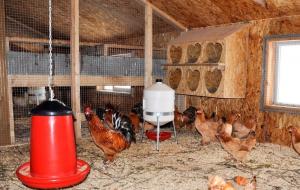 Vinter coop: hvordan man kan skabe optimale betingelser for æglæggende høner