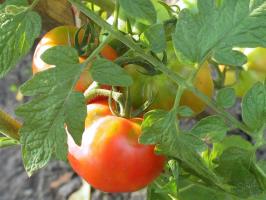 Tomat lidenskab-2. Hvad skal tomaterne i august måned