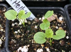 Dyrkning katost frø: hvordan og hvornår man skal plante