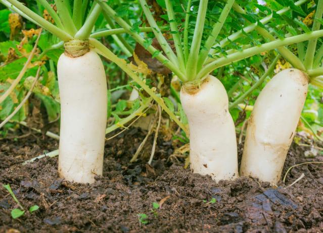 Radise i haven: en saftig rod grøntsag er god i salater
