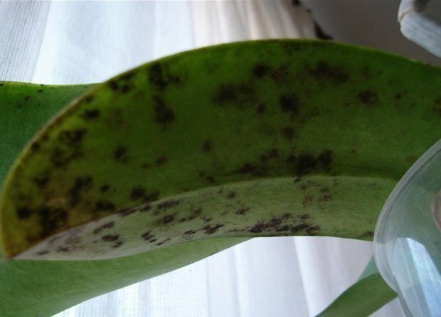 Sodet svamp på orchid ( https://agronomu.com/)
