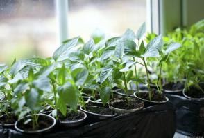Stærke rødder og den hurtige fremkomst af kimplanter