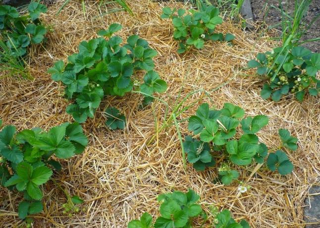 4 dumme fejl i løbet af de jorddækning planter | Have & Gartneri