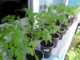 Hvorfor ikke tilså tomat kimplanter for tidligt