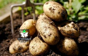 Som Kartos kartofler plantet - en unik oplevelse af abonnenten