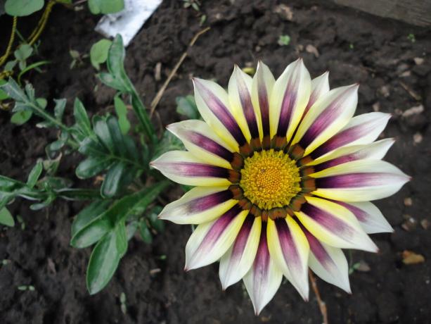 Gazania blomstrer så tidligt som i en alder af de unge. Billeder fra mit site