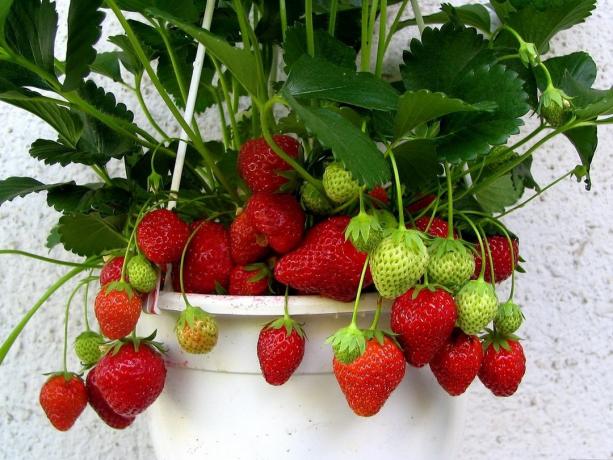 I denne artikel vil du finde grundlæggende information, tips og nuancer af jordbær voksende indendørs