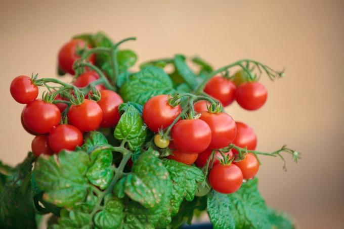 Hvis du har forsøgt at dyrke tomater i hjemmet, del dine erfaringer i kommentarerne til artiklen! Illustrationer er taget til offentliggørelse på internettet