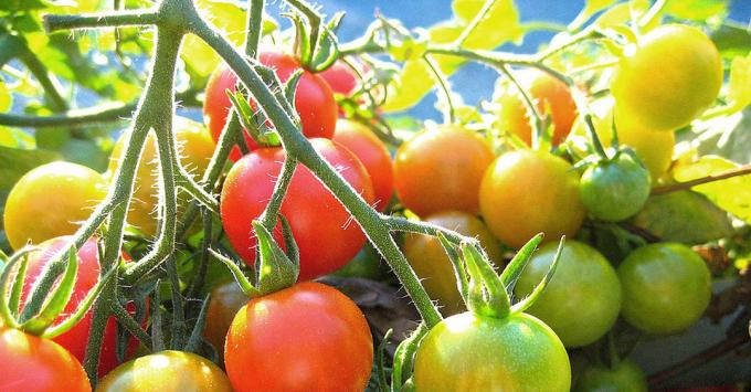 Modning tomater: Foto fra internettet