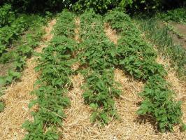 Hvordan til at plante kartofler under halm? Uden Hilling, minus 3 og så mange som 5 +