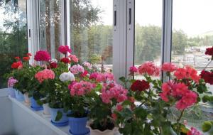 Hvad er forskellen mellem Pelargonium og geranium