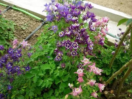 Rigelige blomstring - en af ​​fordelene ved oplandet. Selvom én blomst liv for omkring en uge, på grund af det store antal duftende knopper busk altid - at erstatte en farve kommer andre.