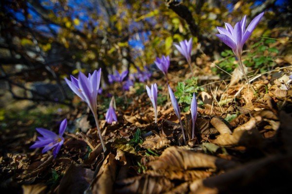 Efteråret krokus (monastyrskiy.ru)