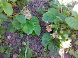Ti folkemusik retsmidler, der bekæmper snegle og andre skadedyr i afgrøde af jordbær. effektive metoder