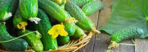 Hvordan kan man øge udbyttet af agurk