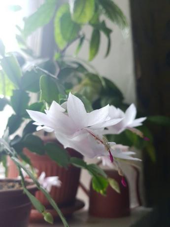 Så min hvide-lyserøde Decembrist blomstrede sidste år