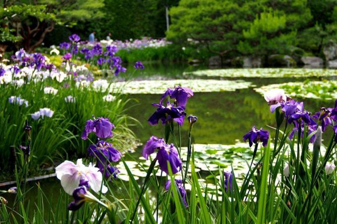 Smukke landskab design med iris