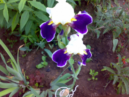 Posada skæggede iris i september. Hvorfor ikke blomstre om sommeren. nuancer landing