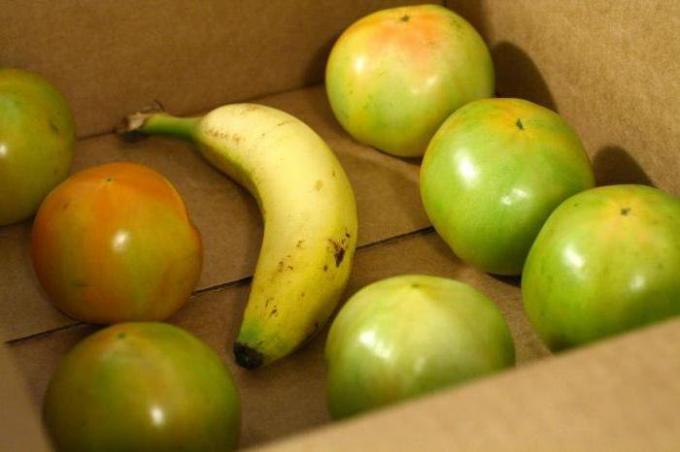 Banana i en kasse med grønne tomater | Have & Gartneri