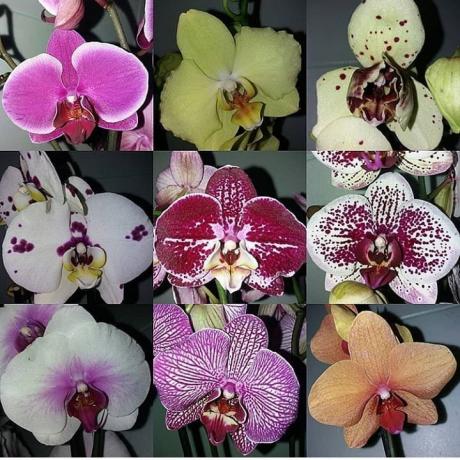 De mange forskellige Phalaenopsis