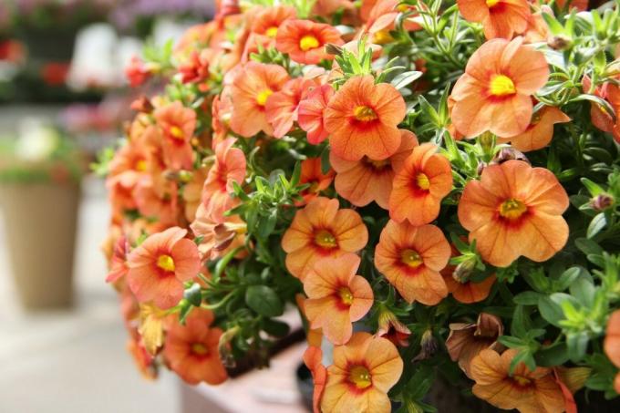 Blooming petunia - altid et fascinerende skue. Foto: realestateblog.ru