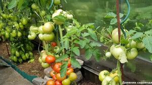Fejl, der fører til en lille bestand af tomater
