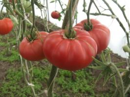 Berømte Minusinsk tomat. Sorter, der er tid testet