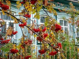 Åh, Moder Rusland: 6 planter til haven med de nationale farver