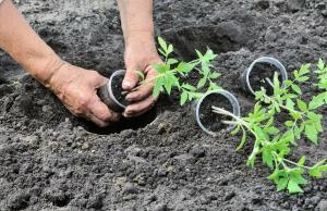 Hvad skal jeg sætte i brønden ved at transplantere peberfrugter og tomater i jorden.