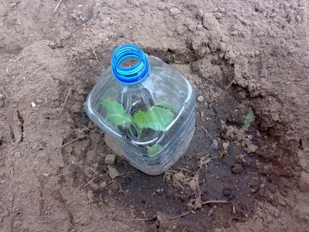 Du kan tage plastflasker på 1,5 liter 