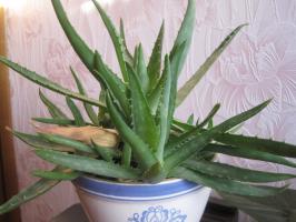 Grow aloe vera hjemme ordentligt. praktiske råd