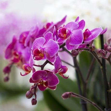 blomstrende phalaenopsis