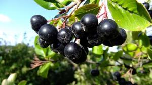 Chokeberry Aronia - nyttige egenskaber, plantning, pleje