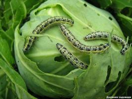 Hvis larver ønsker at spise din kål, overveje disse tips!