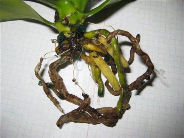 Rotten rødder Phalaenopsis