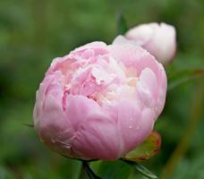 3 vigtigste grunde til, at Pæoner ikke blomstrer