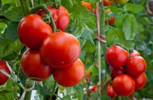 Fire fejl, når der dyrkes tomater, der resulterer i en lille udbytte