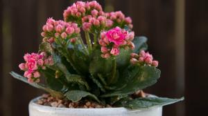 Hvordan man kan opnå en rigelig blomstring Kalanchoe? Vigtige retningslinjer for at hjælpe dig med dette