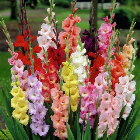 De mange forskellige farver af gladiolus