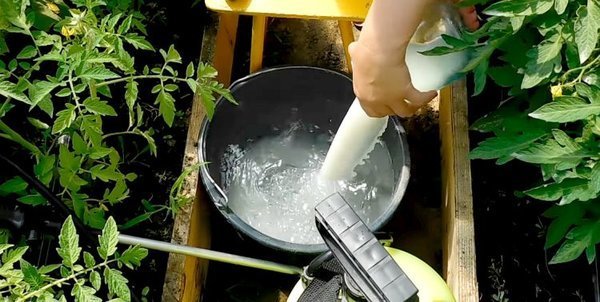 Befrugtende agurk mælk bringer bemærkelsesværdige resultater (samozvetik.ru)