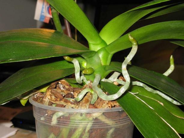 Luftrødder vokse orkideer levetid Phalaenopsis