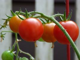 Hvorfor erfarne avlere fodret tomater jod?