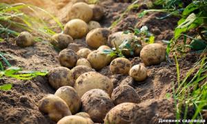 Øger holdbarheden af ​​kartofler flere gange